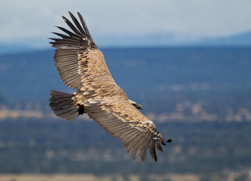 ornitología y observación de aves ornitología y observación de aves